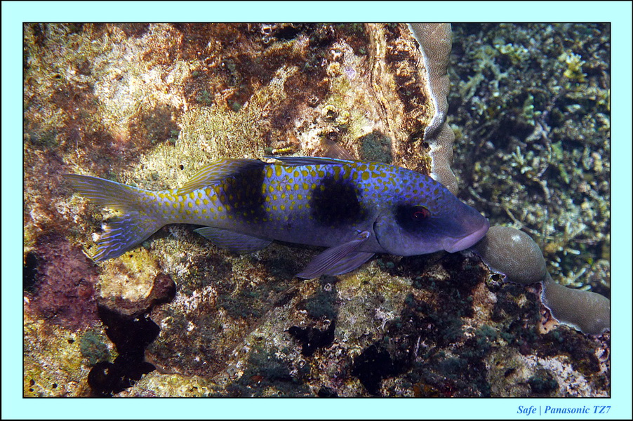 2012 - 07 - Dauin Sanctuary 30